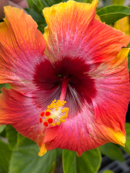 5-Day Off-Grid Artist Retreat — Terracotta Makuu, Big Island of Hawaii