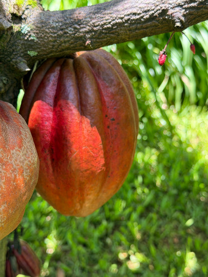 5-Day Off-Grid Artist Retreat — Terracotta Makuu, Big Island of Hawaii
