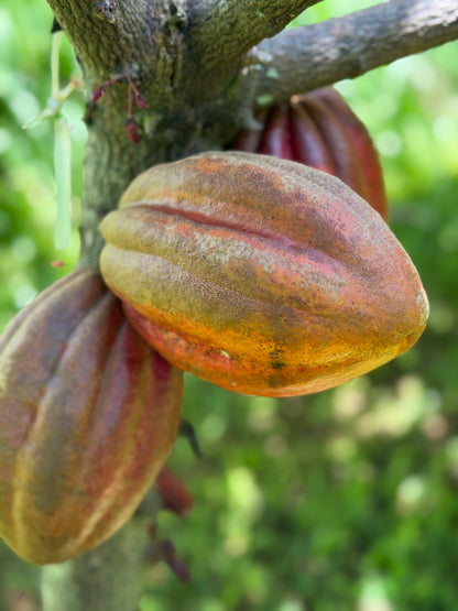 7-Day Off-Grid Artist Retreat — Terracotta Makuu, Big Island of Hawaii