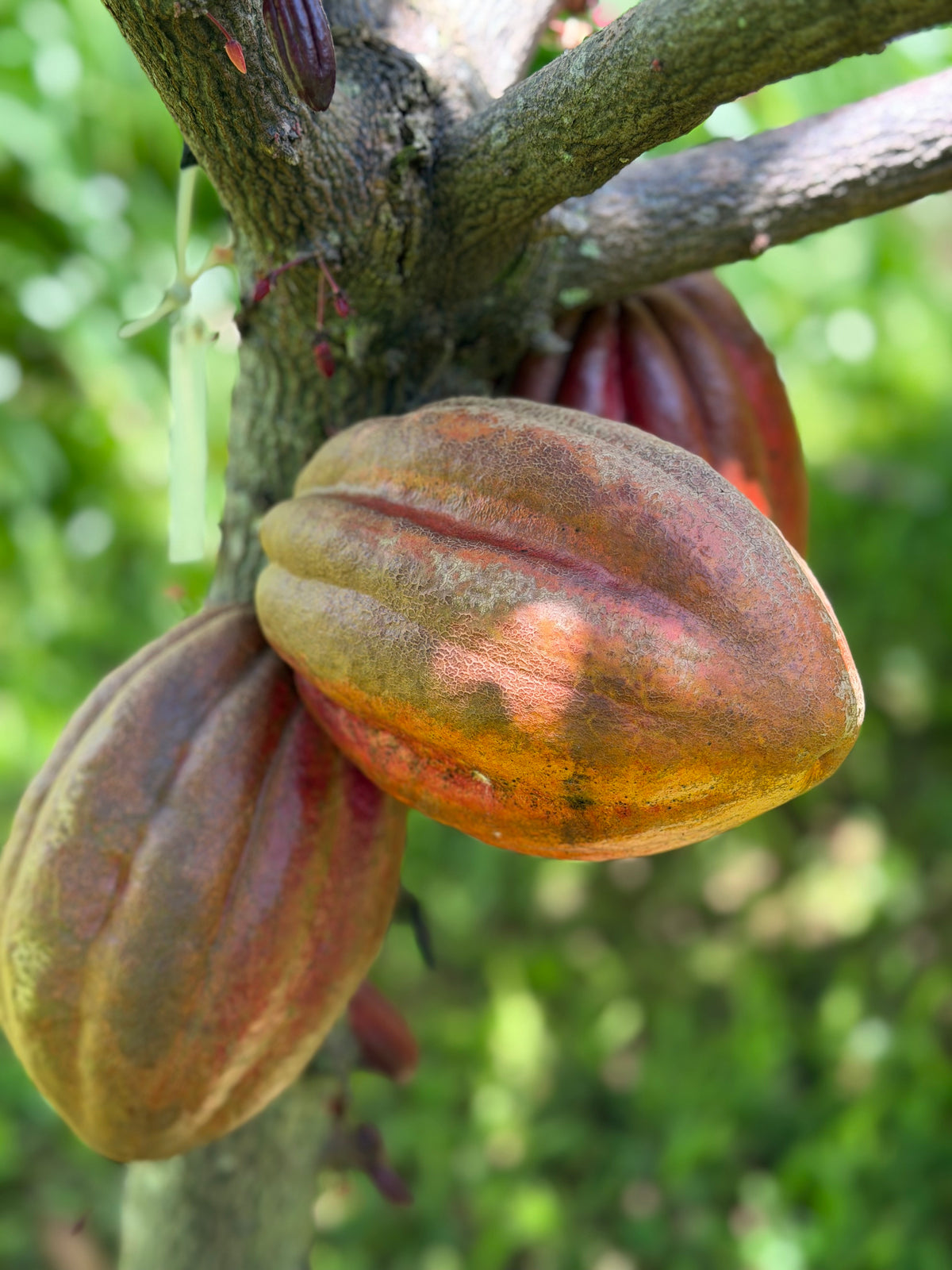 5-Day Off-Grid Artist Retreat — Terracotta Makuu, Big Island of Hawaii