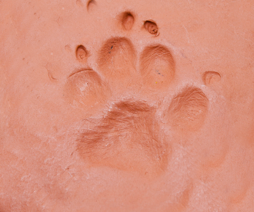 Custom Paw-Print Mugs