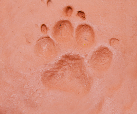 Custom Paw-Print Mugs